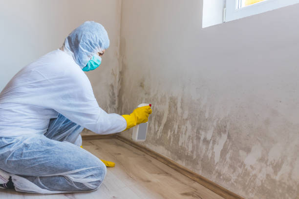 Professional mold removal team in Fair Haven